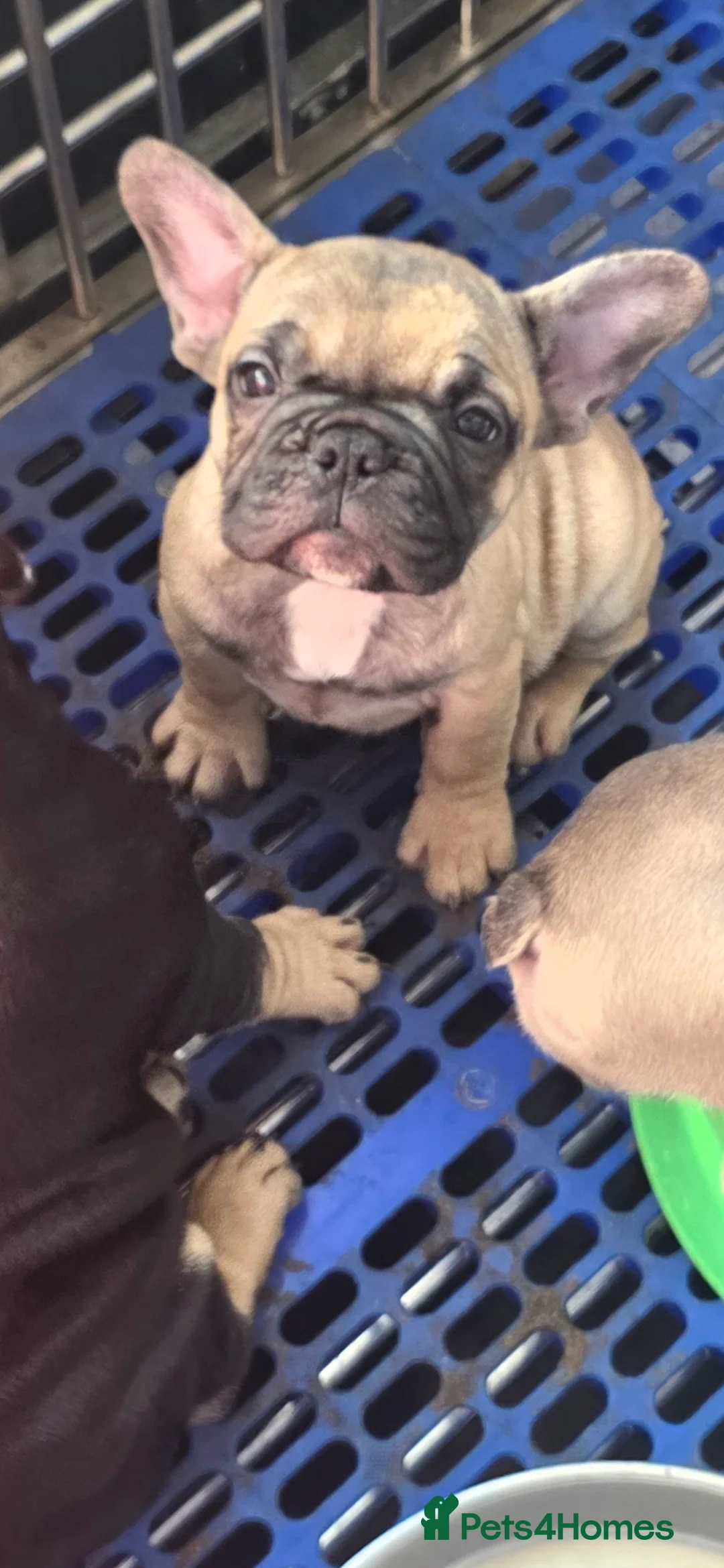 French Bulldog dogs for sale: Frenchbulldogs😍❤️8 week old - Advert 2