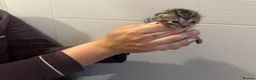 Bengal cats for sale: Beautiful bengal kittens  in Watlington - Advert 11