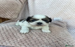 Mixed Breed dogs for sale: Lhasa apso cross shihtzu puppies. - Advert 29
