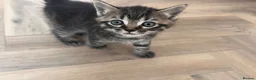 Mixed Breed cats for sale: Ragdoll mixed breed kittens for sale  - Advert 13