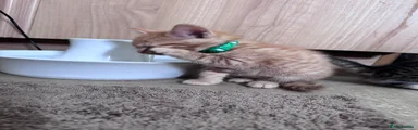 The ginger kitten with the green collar