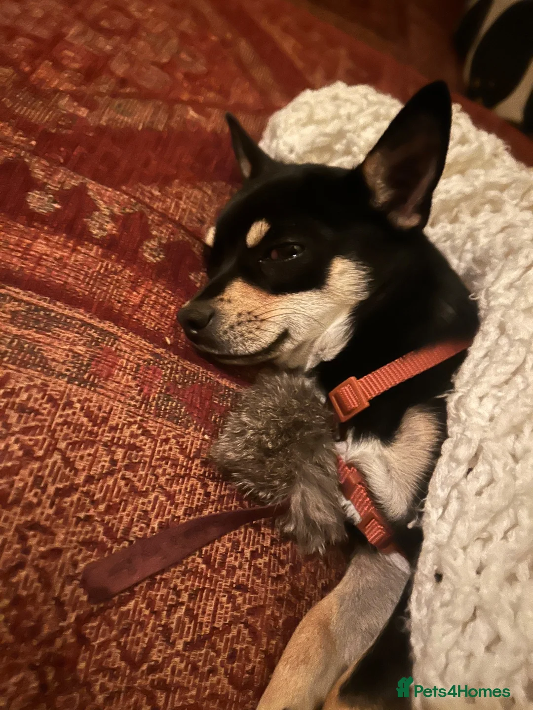 Chihuahua dogs for sale: 10 month old Black & Tan Chihuahua  in Okehampton - Advert 2