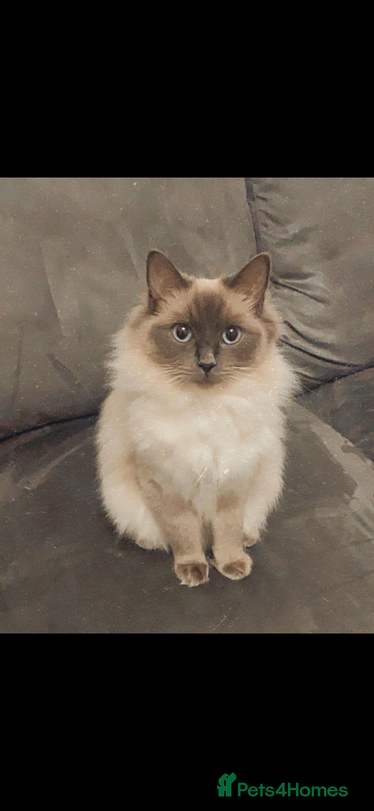 Ragdoll cats Ragdoll kittens due 19th April 2026 - Advert 1