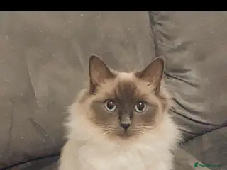 Ragdoll cats Ragdoll kittens due 19th April 2026 - Advert 1