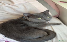 Korat cats for sale: Korat  - Image 3