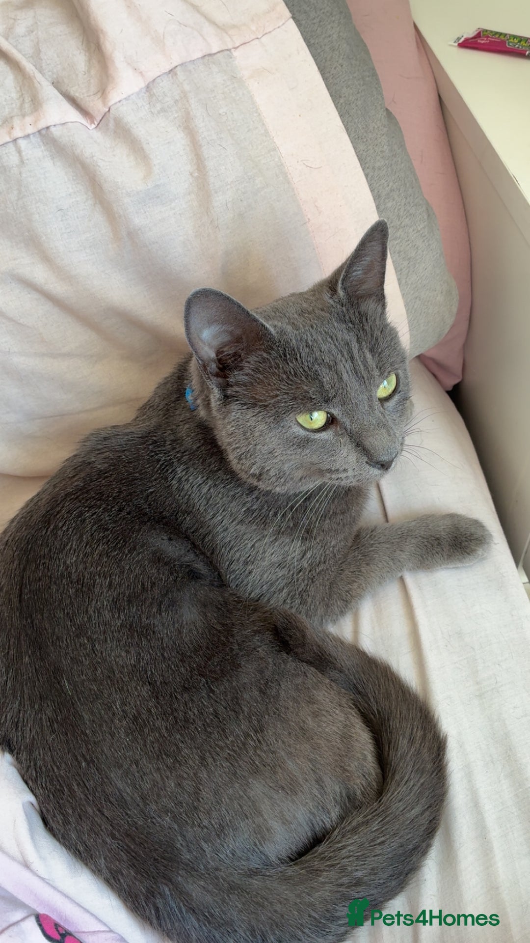 Korat cats for sale: Korat  - Image 3