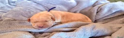 Goldador dogs for sale: Beautiful Goldador Puppies - Advert 26