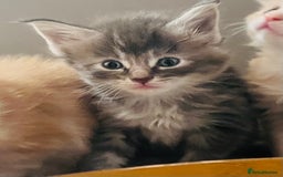 Maine Coon cats for sale: Beautiful Maine Coon babies - Image 28