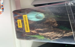 Scorpions invertebrates for sale: Adult Thai flat rock and blue forest scorpion - Advert 3