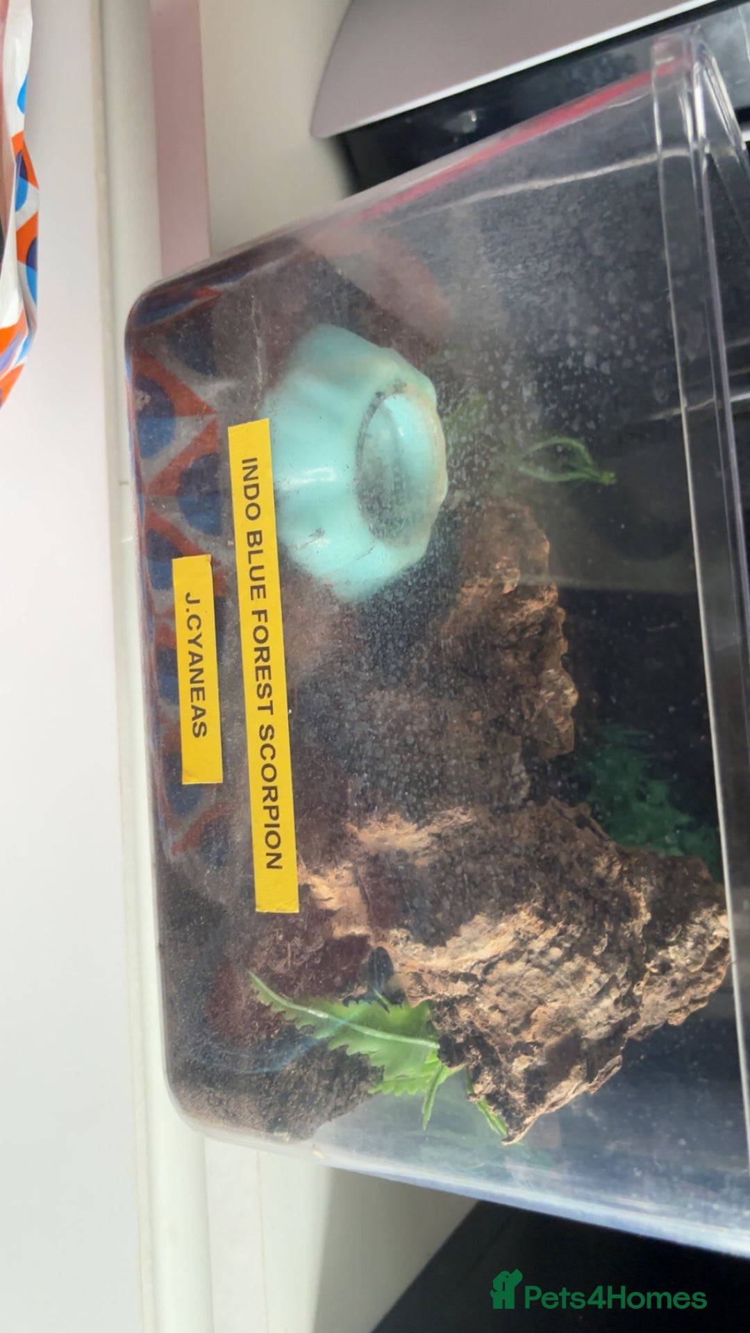 Scorpions invertebrates for sale: Adult Thai flat rock and blue forest scorpion - Advert 3