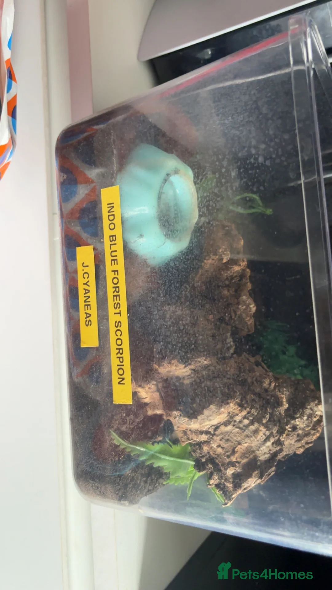 Scorpions invertebrates for sale: Adult Thai flat rock and blue forest scorpion - Advert 3