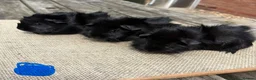 Guinea Pig rodents for sale: Beautiful baby guinea pigs. Golden, FUNKY, Swiss - Advert 13