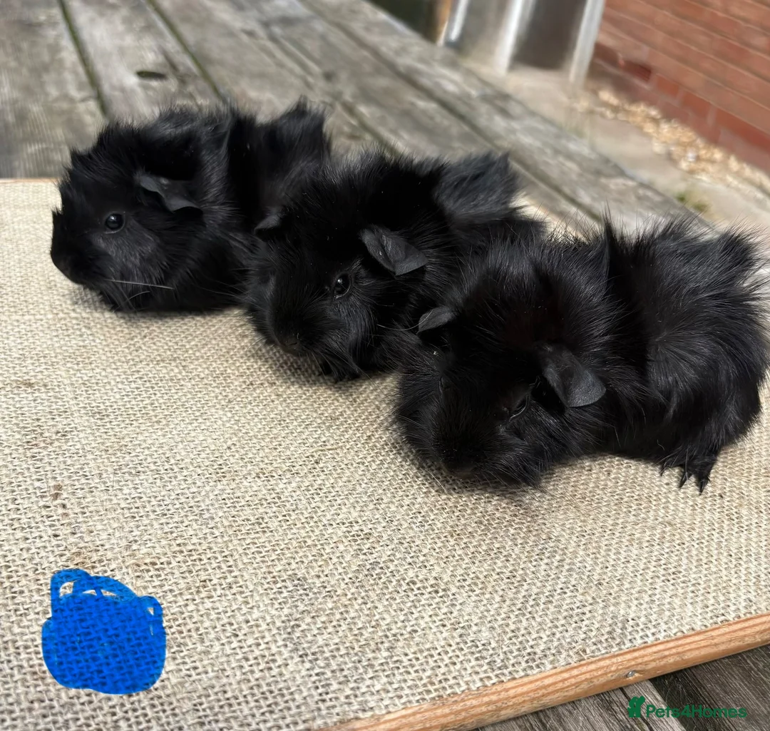 Guinea Pig rodents for sale: Beautiful baby guinea pigs. Golden, FUNKY, Swiss - Advert 13