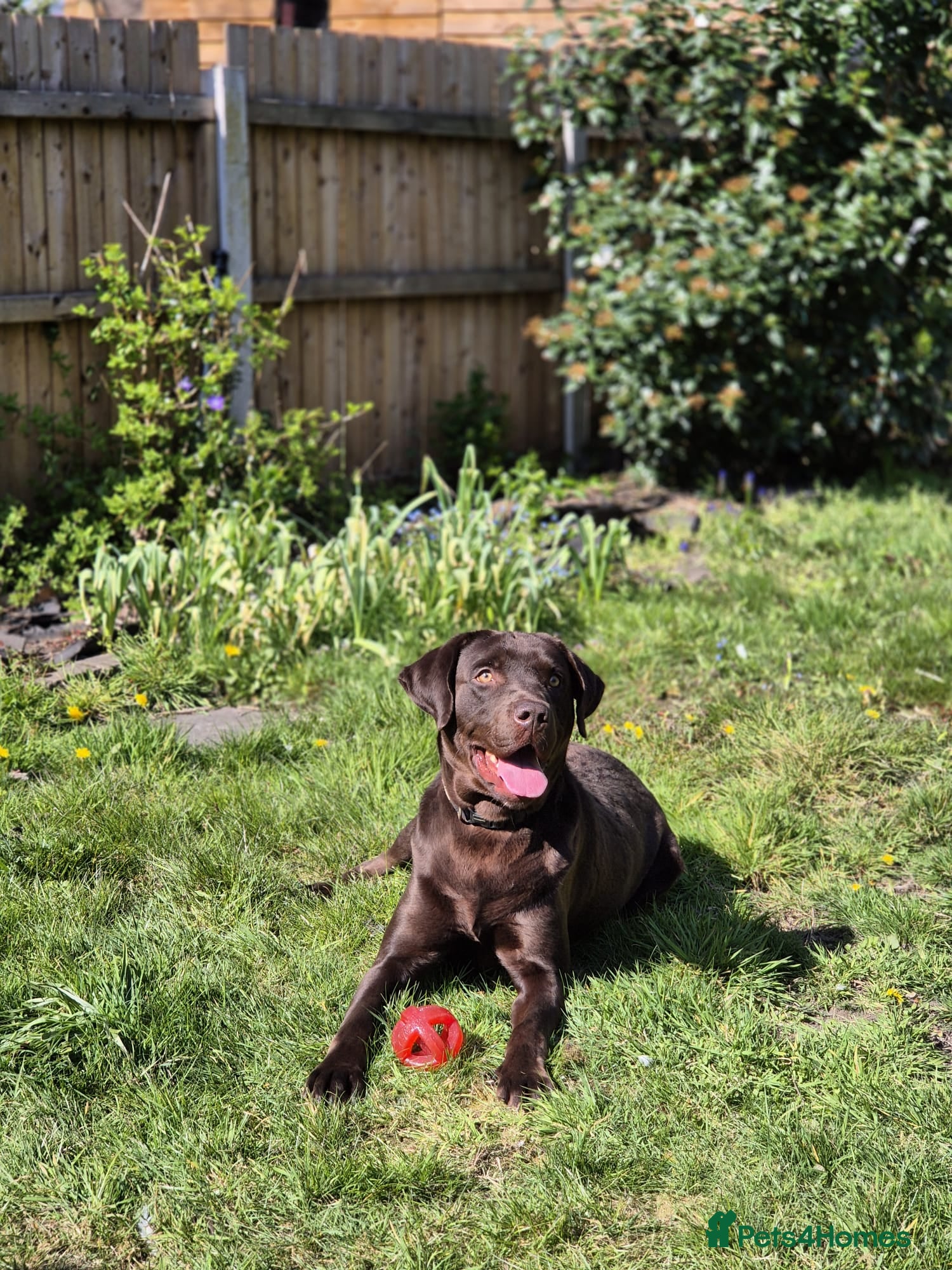 Labrador Retriever dogs Chocolate Labrador 1st time studding out. - Advert 1