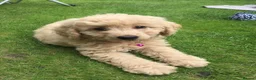 Australian Labradoodle dogs for sale: Miniature Australian labradoodles in Manchester - Advert 4