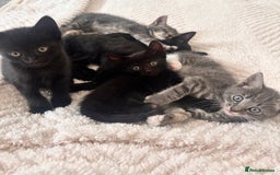Bengal cats for sale: 6 Cuddly Bengal & Bombay Kittens - Image 1