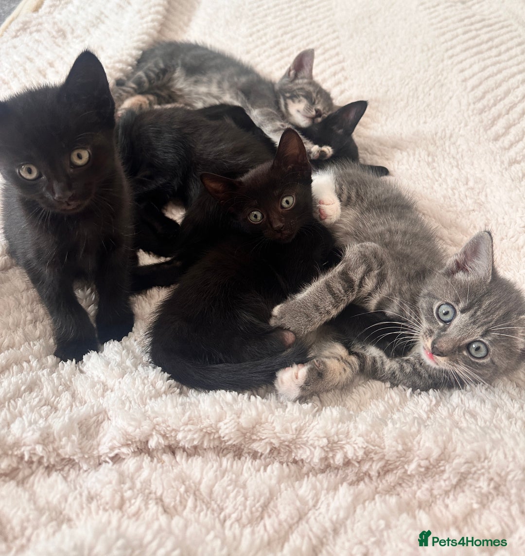 Bengal cats for sale: 6 Cuddly Bengal & Bombay Kittens - Image 1