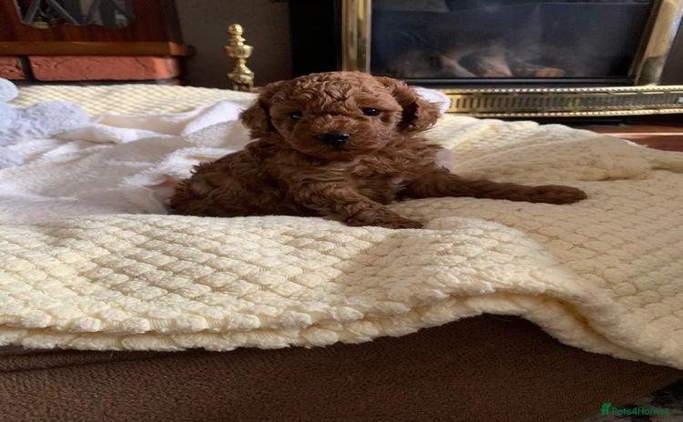 Toy Poodle dogs - Advert 7