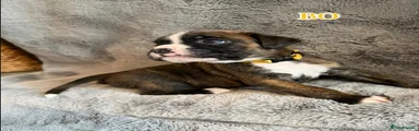 Bo