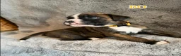 Boxer dogs for sale:  Pedigree boxer puppies – 4 Girls & 2 Boys in Brentwood - Advert 6