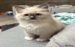 Ragdoll cats for sale: GCCF REGISTERED RAGDOLL KITTENS. 4  BOYS - Image 17