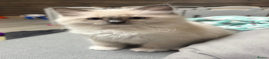 Ragdoll Kitten 3