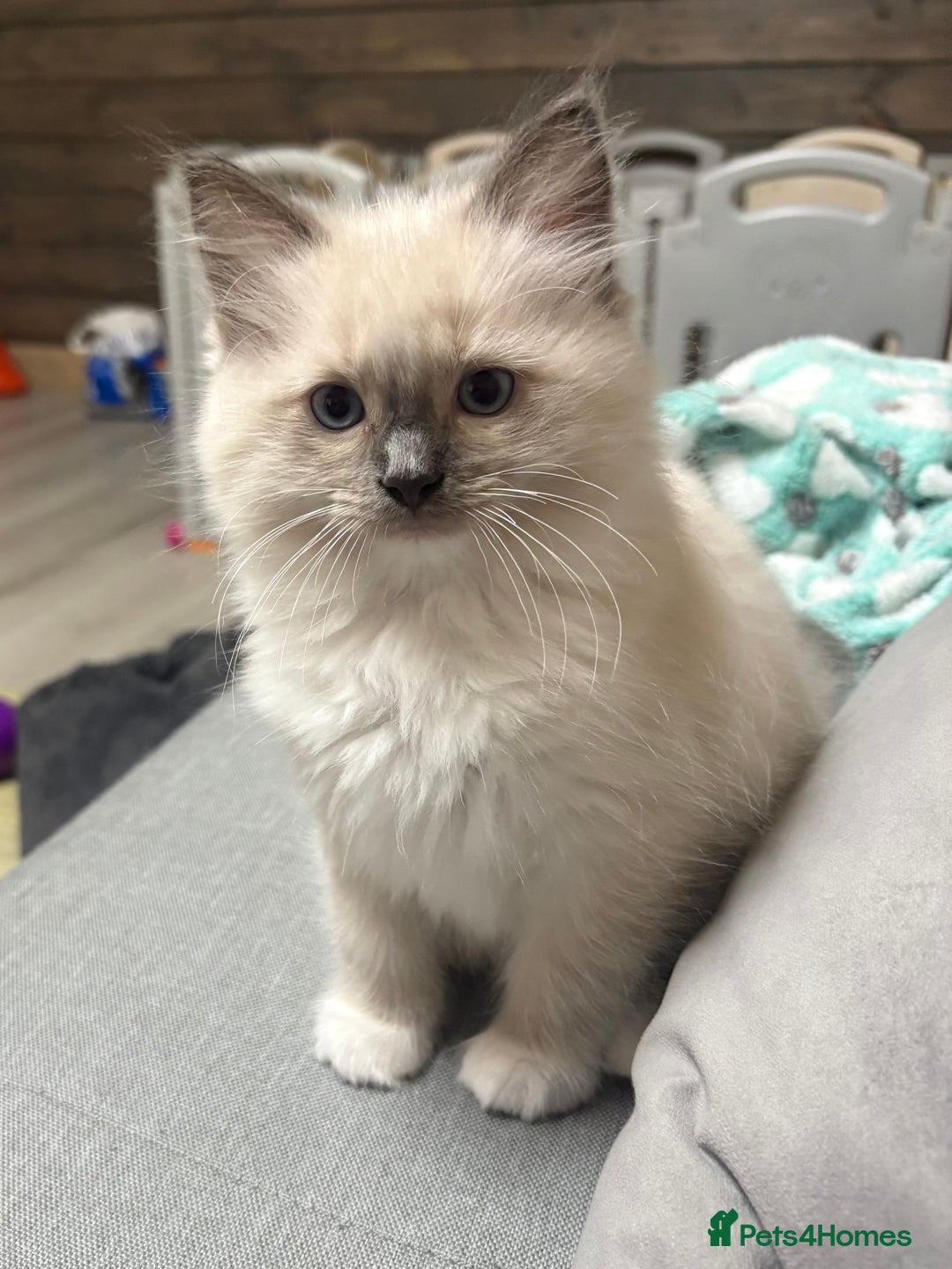 Ragdoll cats for sale: GCCF REGISTERED RAGDOLL KITTENS. 4  BOYS - Image 17