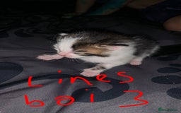 British Longhair cats for sale: Kittens for sale  - Image 6