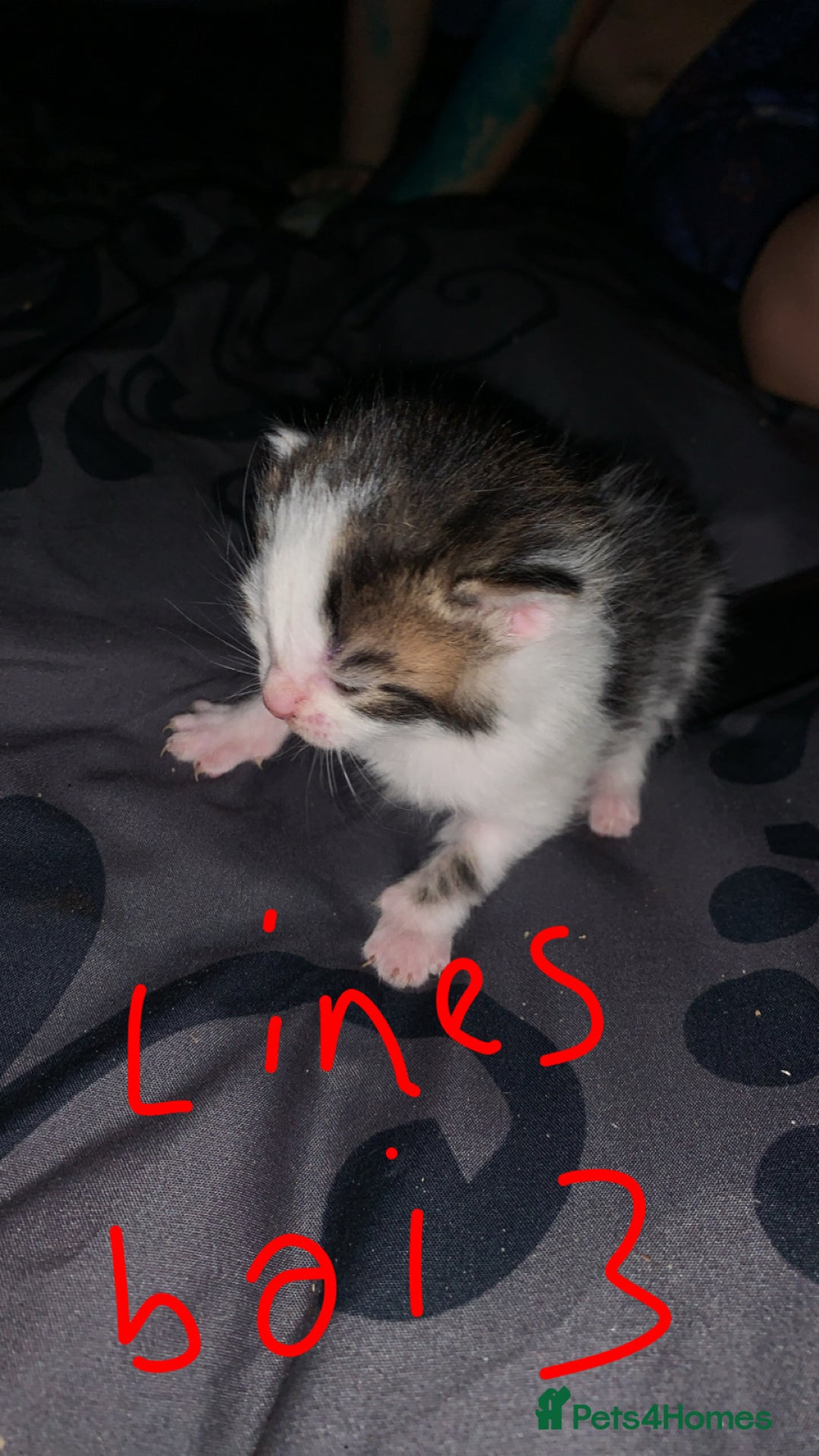 British Longhair cats for sale: Kittens for sale  - Image 6