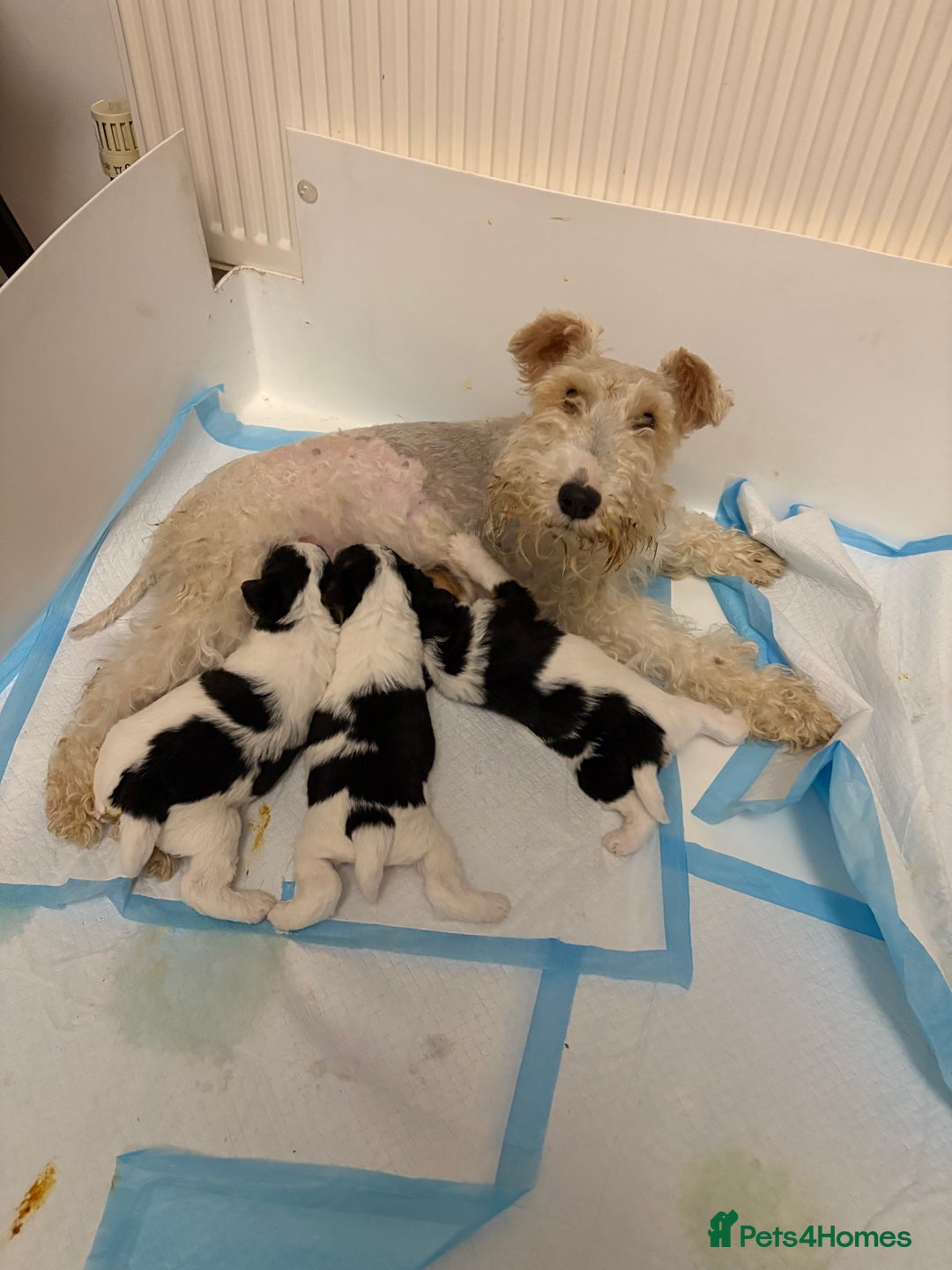 Fox Terrier dogs for sale: 🐾Darling fox terrier puppies 🐾 07513801786 - Image 8