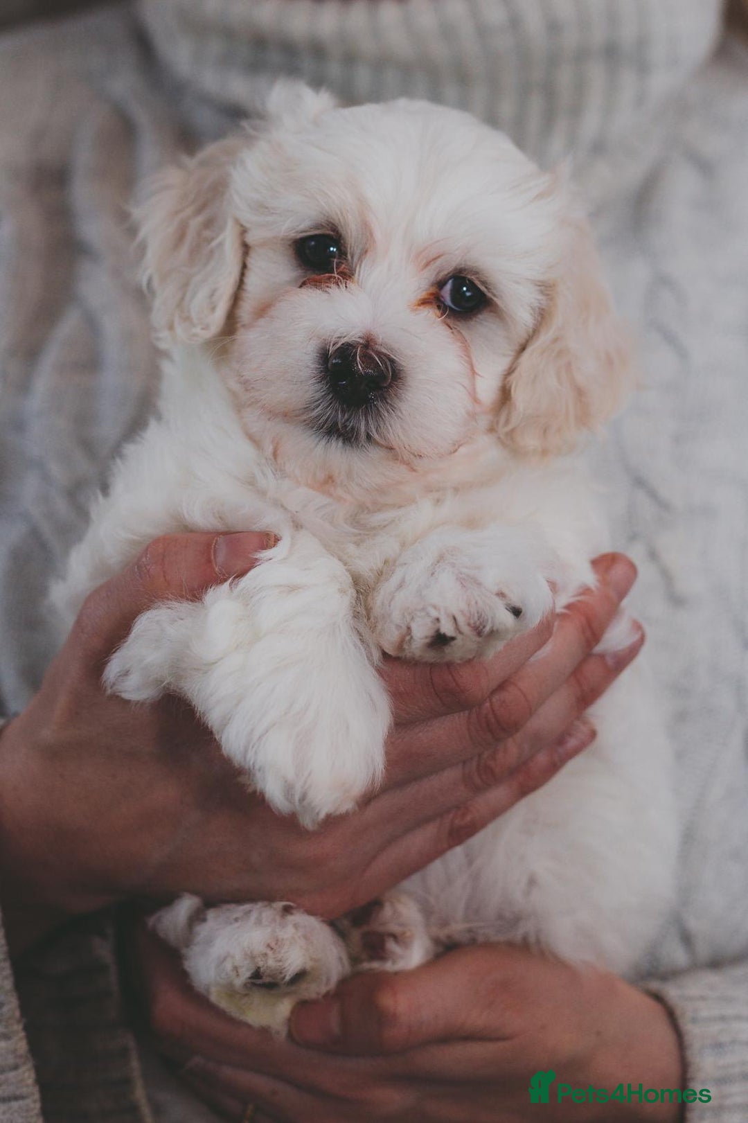 Maltipoo dogs for sale: Five Generation KC tested lineage Maltipoos - Advert 8