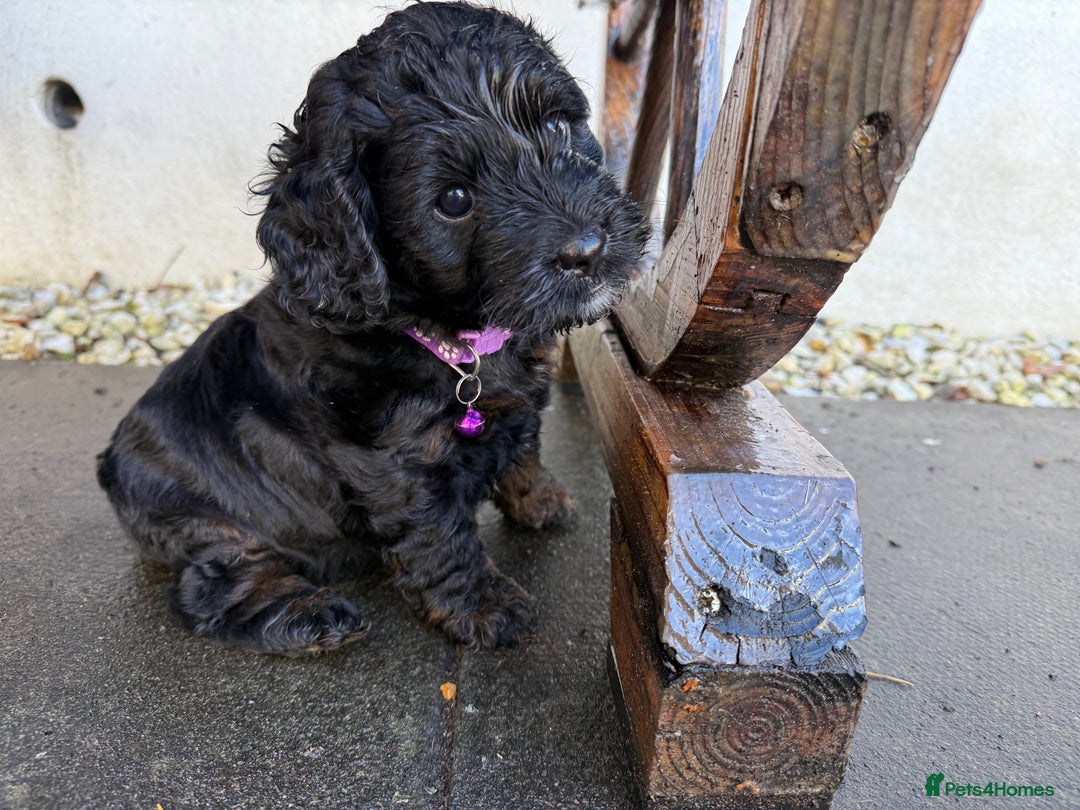 Cockapoo dogs for sale: Cockapoo Female Puppy - Ready to leave in 1 week - Image 3