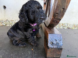 Cockapoo dogs - Advert 5