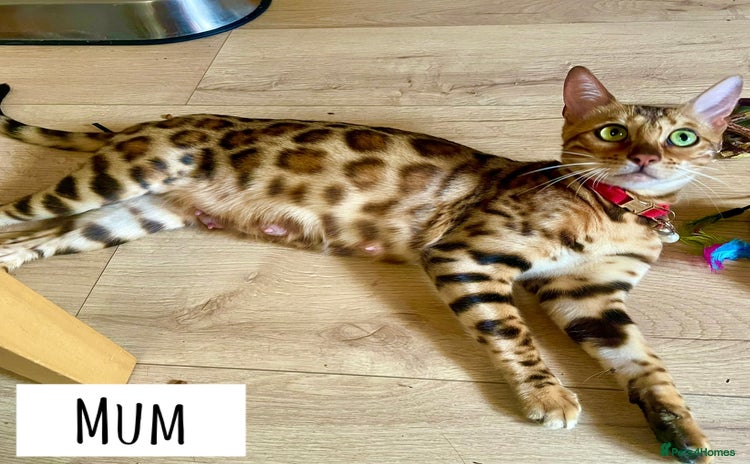 Bengal cats - Advert 16