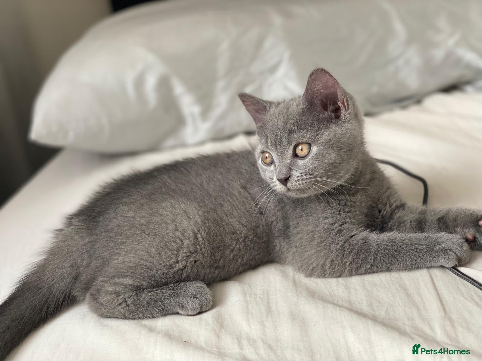 British Shorthair cats ✨British Shorthair Kittens Ready for Loving Home!✨ - Advert 1