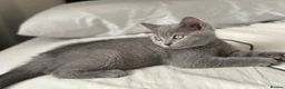 British Shorthair cats for sale: ✨British Shorthair Kittens Ready for Loving Home!✨ - Advert 1