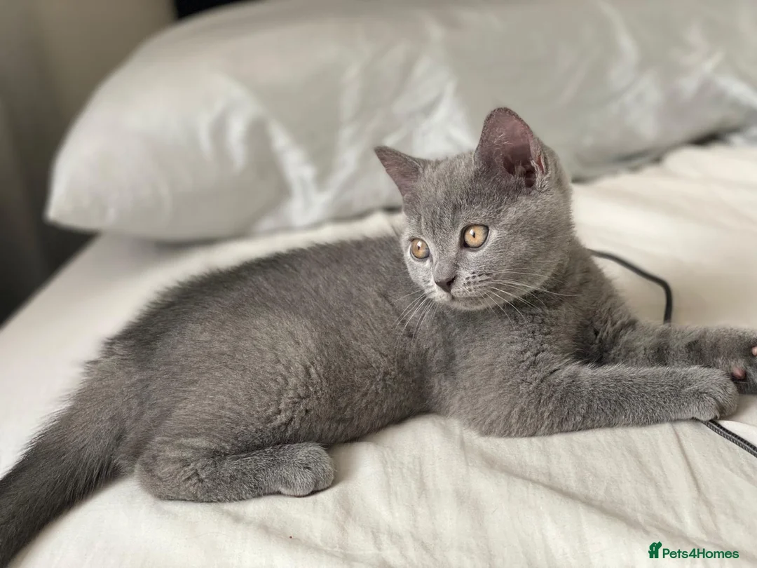 British Shorthair cats for sale: ✨British Shorthair Kittens Ready for Loving Home!✨ - Advert 1