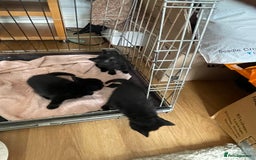 British Shorthair cats for sale: Litter of 5 lovely kittens  - Image 5