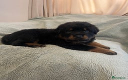 Rottweiler dogs for sale: Rottweiler Puppies  - Image 15
