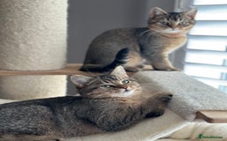 British Shorthair cats for sale: READY NOW! 2 available girls - Advert 12