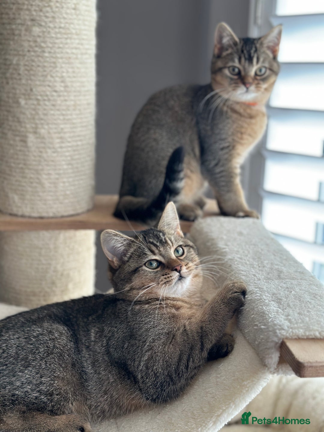 British Shorthair cats for sale: READY NOW! 2 available girls - Advert 12