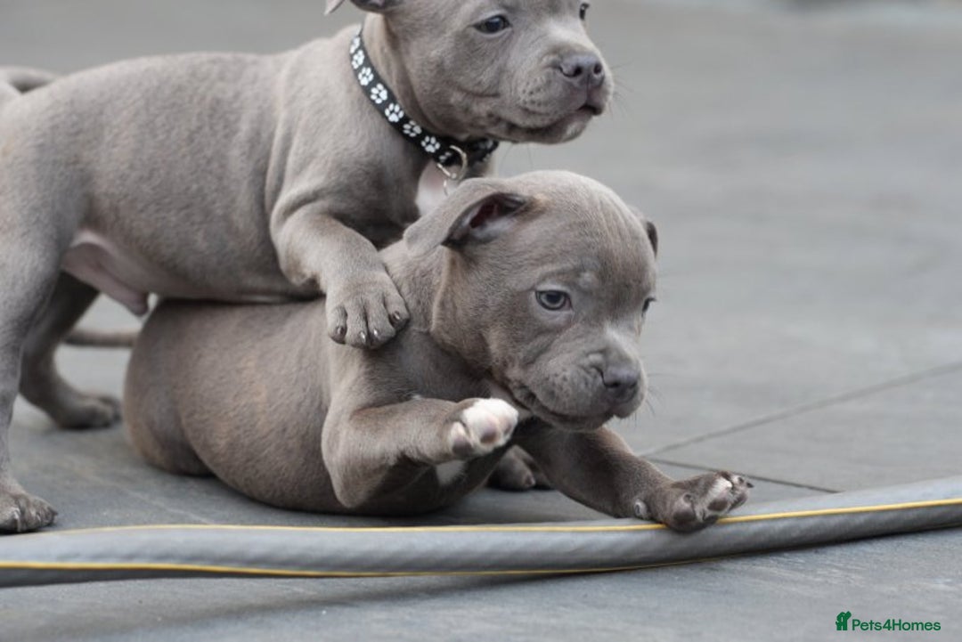 Staffordshire Bull Terrier dogs for sale: 🐾 Staffordshire Bull Terrier Puppies for Sale 🐾 - Image 3
