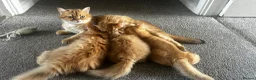 British Longhair cats for sale: Golden British BLH and BSH kittens  - Advert 15