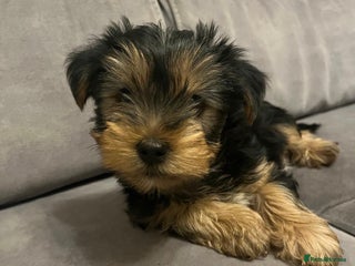Yorkshire Terrier dogs Yorkshire Terrier Mini - Advert 3