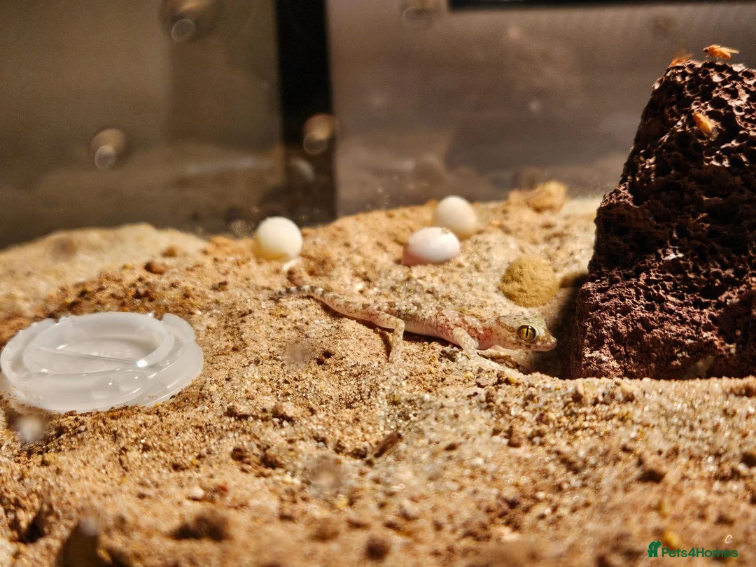 Gecko reptiles for sale: Mourning geckos and desert dune geckos  - Advert 9