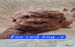 Cockapoo dogs for sale: Gorgeous foxred cockapoo puppies  - Image 6