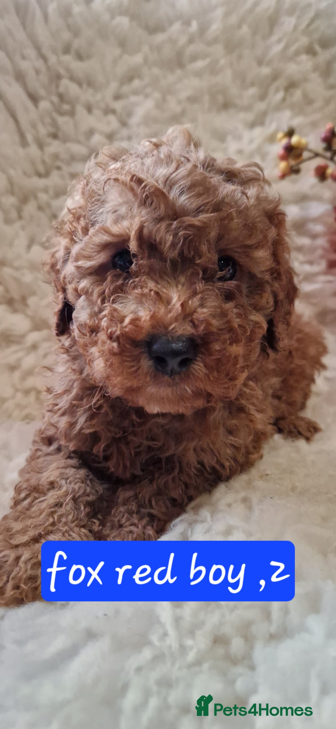 Cockapoo dogs for sale: Gorgeous foxred cockapoo puppies  - Image 6