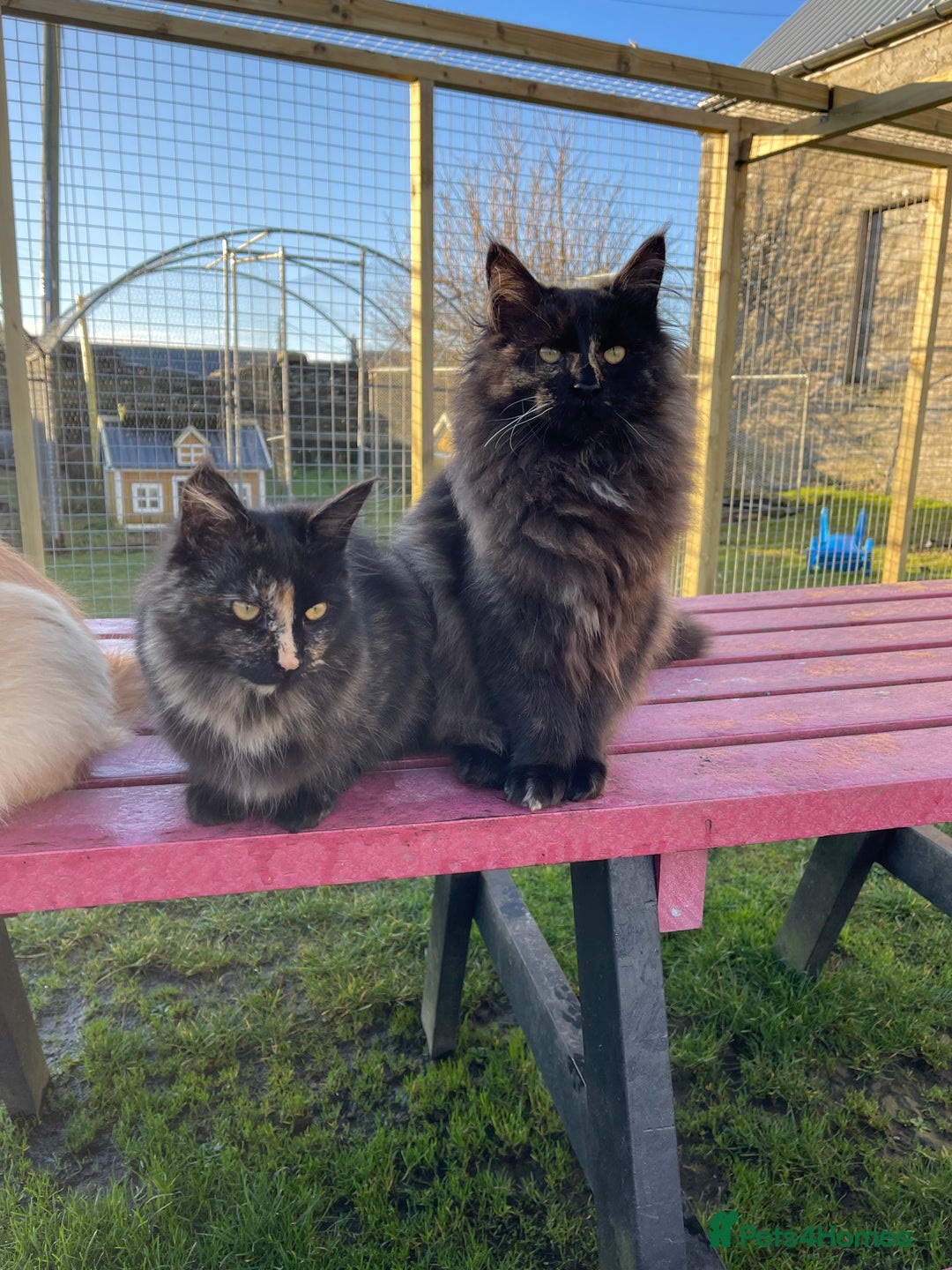 Maine Coon cats for sale: Top pedigree MaineCoon sisters  - Advert 18