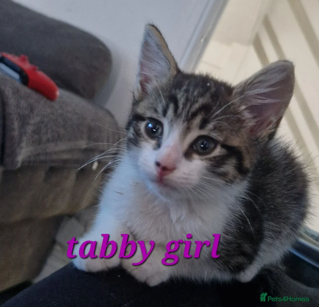 Mixed Breed cats for sale: Beautiful litter of kittens (READY NOW) - Advert 1