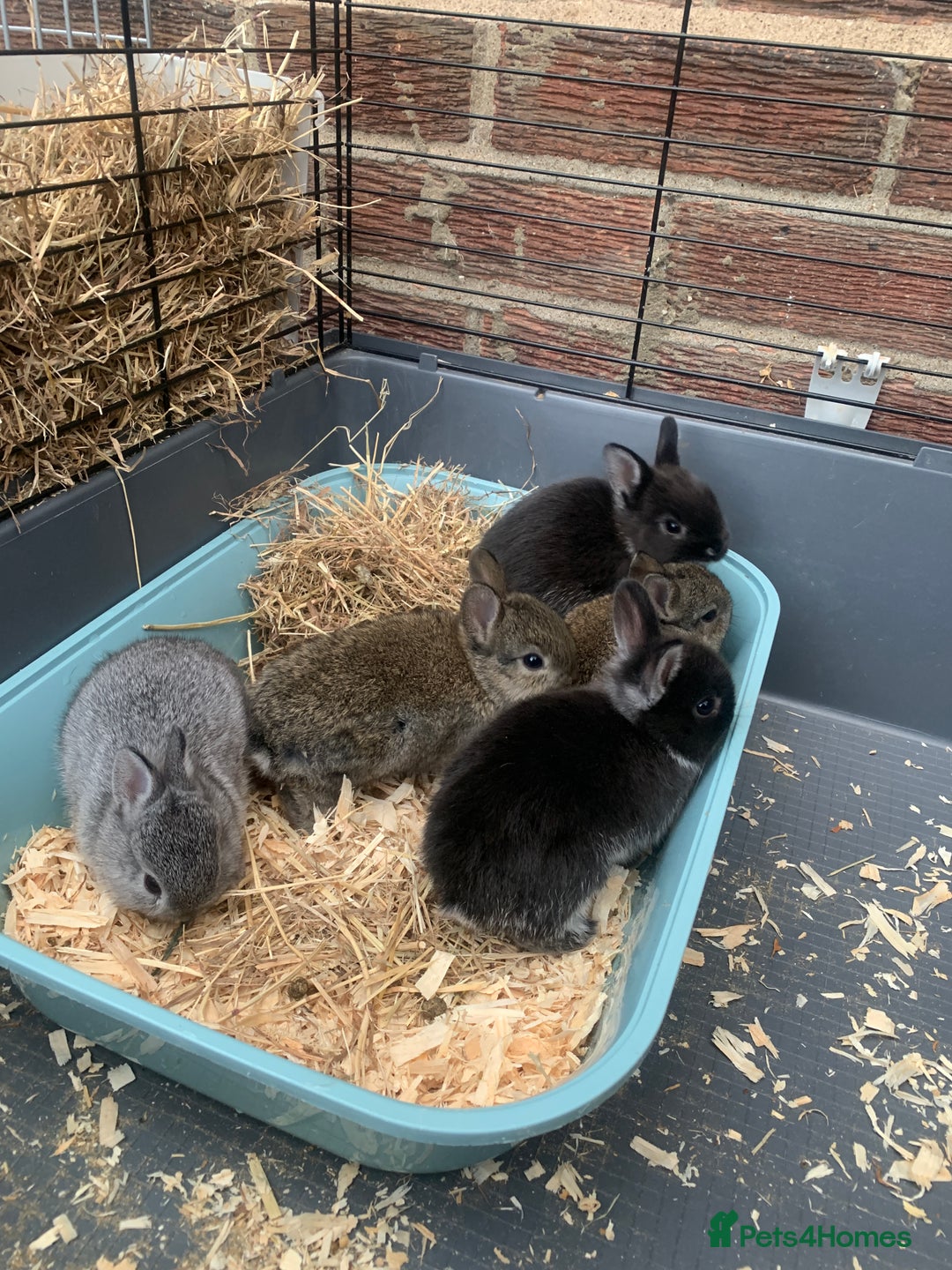 Netherland Dwarf rabbits for sale: Gorgeous Netherland Dwarf Rabbits - Available now - Image 10